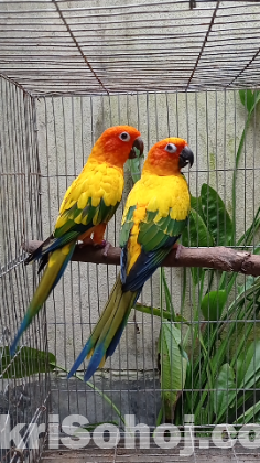 Sun conure breeding pair with paper